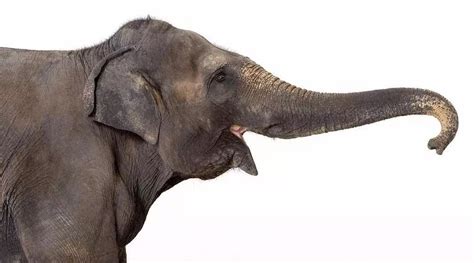 大象鼻